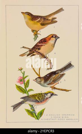 Haussperling hier als englischer Spatzen (Passer domesticus); dunkeläugiger Junco hier als Schneevögel oder Schneevögel (Junco hyemalis); Kastanienblättler (Setophaga pensylvanica) Illustration von unseren Hausvögeln. Ein kurzer Bericht über einige der gewöhnlichen gefiederten Pächter der Farm von Warren, Benjamin Harry, 1858-1926 Veröffentlichungsdatum 1896 vom PENNSYLVANIA STATE COLLEGE Stockfoto