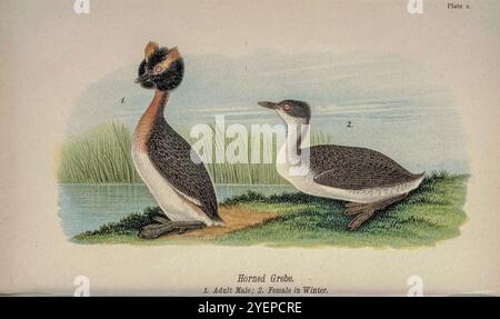 Gehörnter oder slawonischer Grebe (Podiceps auritus hier als Colymbus auritus) männlich und weiblich aus Pennsylvania Vogelwelt; ein Handbuch der Vögel von Pennsylvania; Behandlung besonders ihrer Nahrung, von Untersuchungen von mehreren tausend Mägen, gemacht während aller Jahreszeiten, mit Beschreibungen der Vögel, ihrer Nester, Eier und Gewohnheiten von Warren, Benjamin Harry, 1858-1926 Veröffentlichungsdatum 1892 Stockfoto