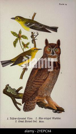 Große Horneule (Bubo virginianus). Gelbschlauchiger Vireo (Vireo flavifrons) Blaugeflügelter Warbler (Vermivora cyanoptera hier als Helminthophila pinius). Aus Pennsylvania Bird Life; ein Handbuch über die Vögel von Pennsylvania; Behandlung besonders ihrer Nahrung, aus Untersuchungen von mehreren tausend Mägen, die während aller Jahreszeiten gemacht wurden, mit Beschreibungen der Vögel, ihrer Nester, Eier und Gewohnheiten von Warren, Benjamin Harry, 1858-1926 Veröffentlichungsdatum 1892 Stockfoto