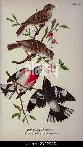 Rosenbrust-Grosschnabel (Pheucticus ludovicianus hier als Habia ludoviciana) aus Pennsylvania Vogelwelt; ein Handbuch der Vögel von Pennsylvania; Behandlung besonders ihrer Nahrung, aus Untersuchungen von mehreren tausend Mägen, gemacht während aller Jahreszeiten, mit Beschreibungen der Vögel, ihrer Nester, Eier und Gewohnheiten von Warren, Benjamin Harry, 1858-1926 Veröffentlichungsdatum 1892 Stockfoto