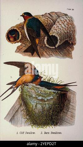 American Cliff Swallow (Petrochelidon pyrrhonota hier als Petrochelidon lunifrons) und Barn Swallow (Hirundo rustica hier als Chelidon erythrogaster) aus Pennsylvania Vogelwelt; ein Handbuch der Vögel von Pennsylvania; Behandlung vor allem ihrer Nahrung, aus Untersuchungen von mehreren tausend Mägen, gemacht während aller Jahreszeiten, mit Beschreibungen der Vögel, ihrer Nester, Eier und Gewohnheiten von Warren, Benjamin Harry, 1858-1926 Veröffentlichungsdatum 1892 Stockfoto