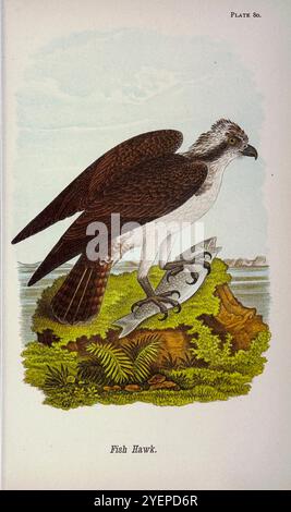 Amerikanischer oder nordamerikanischer Fischadler (Pandion haliaetus carolinensis) aus Pennsylvania Bird Life; ein Handbuch über die Vögel von Pennsylvania; Behandlung besonders ihrer Nahrung, aus Untersuchungen von mehreren tausend Mägen, die während aller Jahreszeiten gemacht wurden, mit Beschreibungen der Vögel, ihrer Nester, Eier und Gewohnheiten von Warren, Benjamin Harry, 1858-1926 Veröffentlichungsdatum 1892 Stockfoto