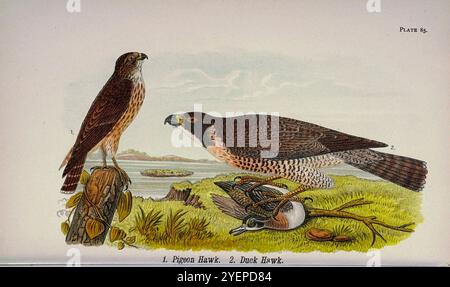 merlin oder Pigeon Hawk (Falco columbarius); Peregrine Falcon oder Duck Hawk (Falco peregrinus anatum) aus Pennsylvania Vogelwelt; ein Handbuch der Vögel von Pennsylvania; Behandlung vor allem ihrer Nahrung, aus Untersuchungen von mehreren tausend Mägen, gemacht während aller Jahreszeiten, mit Beschreibungen der Vögel, ihrer Nester, Eier und Gewohnheiten von Warren, Benjamin Harry, 1858-1926 Veröffentlichungsdatum 1892 Stockfoto