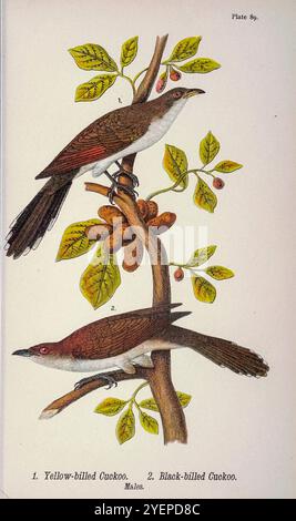 Gelbschnabelkuckuckus (Coccyzus americanus); Schwarzschnabelkuckuckuckus (Coccyzus erythropthalmus) aus Pennsylvania Vogelwelt; Handbuch der Vögel von Pennsylvania; Behandlung besonders ihrer Nahrung, aus Untersuchungen von mehreren tausend Mägen, die während aller Jahreszeiten gemacht wurden, mit Beschreibungen der Vögel, ihrer Nester, Eier und Gewohnheiten von Warren, Benjamin Harry, 1858-1926 Veröffentlichungsdatum 1892 Stockfoto