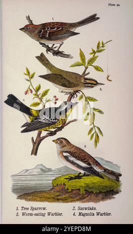 Amerikanischer Baumsperling (Spizelloides arborea hier als Spizella monticola); Schneehaken oder Schneeflocke (Plectrophenax nivalis); Wurmfressender Warbler (Helmitheros vermivorum hier als Helmitherus vermivorus); Magnolia Warbler (Setophaga Magnolia hier als Dendroica maculosa) aus Pennsylvania Vogelleben; ein Handbuch der Vögel von Pennsylvania; Beschreibung vor allem ihrer Nahrung, Beschreibung ihrer mehrere Jahrtausende, von ihren Jahren, von den Jahren, von Harrn, von 1858-1926 1892, Benjamin Stockfoto