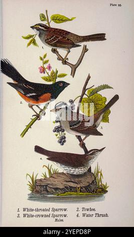 Weißkehlsperling (Zonotrichia albicollis); Towhee (Pipilo erythrophthalmus); Weißkronensperling (Zonotrichia leucophrys); Wasserdrossel oder Wasserdrossel (Seiurus noveboracensis) aus Pennsylvania Vogelwelt; ein Handbuch der Vögel von Pennsylvania; Behandlung vor allem ihrer Nahrung, aus Untersuchungen von mehreren tausend Mägen, gemacht zu allen Jahreszeiten des Jahres, mit ihren Beschreibungen von Harry, von 1858-1926 1892 Vögeln, Benjamin Vögel Stockfoto