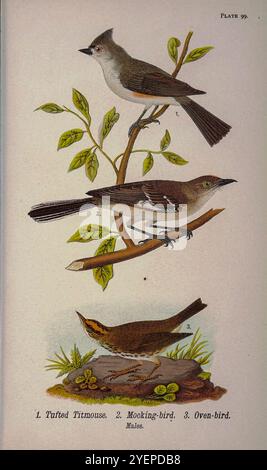 Tufted Titmaus (Baeolophus bicolor hier als Parus bicolor); Northern Spocking Bird (Mimus polyglotto hier s Mimus polyglottos); Ofenvogel oder Ofenvogel (Seiurus aurocapilla hier als Seiurus aurocapillus) aus Pennsylvania Bird Life; ein Handbuch der Vögel von Pennsylvania; Behandlung besonders ihrer Nahrung, aus Untersuchungen von mehreren tausend Mägen, hergestellt während aller Jahreszeiten, mit Beschreibungen der Vögel, ihre Benjamin-Eier, 1858-1926 1892 Stockfoto