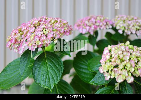 Hortensie macrophylla Ayesha - hortensia, Mophead, bigleaf, Französisch, Lacecap Hortensie Stockfoto