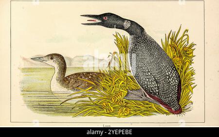 Seetaucher (englisch) oder Seetaucher (englisch/irisch) sind eine Gruppe von Wasservögeln, die in großen Teilen Nordamerikas und Nordeurasiens zu finden sind. Alle lebenden Arten von Seetaugen gehören zur Gattung Gavia, Familie Gaviidae und Ordnung Gaviiformes. Illustration aus 'Some Birds and Säugetiere that Destroy Fish and Wild' von Warren, Benjamin Harry, 1858-1926 Publikationsdatum 1897 Stockfoto