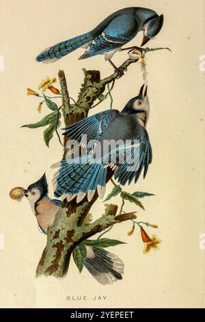 Blue jay (Cyanocitta cristata) ist ein Passerinvogel aus der Familie der Corvidae, die im Osten Nordamerikas heimisch ist Illustration aus Some Birds and Säugetiere that Destroy Fish and Wild von Warren, Benjamin Harry, 1858-1926 Publikationsdatum 1897 Stockfoto