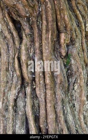 Nahaufnahme Porträt der Eibenrinde in Moreton Churchyard, Dorset, Großbritannien Stockfoto