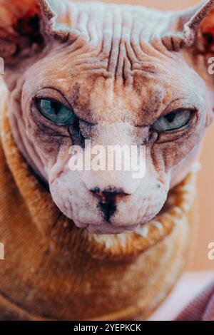 Nahporträt einer haarlosen kanadischen Sphinxkatze mit blauen Augen und direktem Blick. Felines Haustier in warmgelbem Pullover. Ernsthafter Katzenmaulkorb. Sphynx Katze. Stockfoto