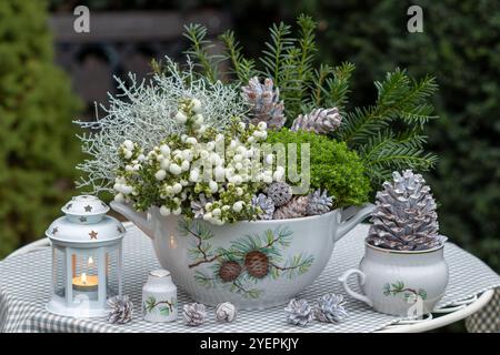 Wintergartenanordnung mit weißer stacheliger Heide, Kissenstrauch, Hebe und Kegel in einem Suppentüreen mit Winterverzierung und Laterne Stockfoto