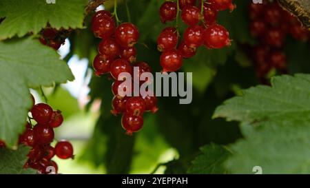 An einem Busch hängen Haufen reifer roter Johannisbeeren. Gesundes Lebensmittelkonzept. Die Beeren der roten Johannisbeere als Vitaminernährung für Veganer. Stockfoto