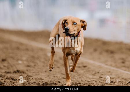 Alle American Mixed Breed Mutt Running Lure Course Sprint Dog Sport Stockfoto