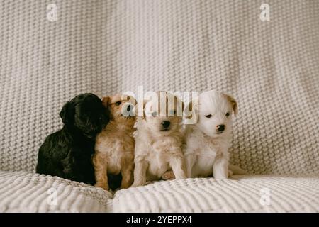 Vier Welpen sitzen in einer Reihe auf einer Decke Stockfoto