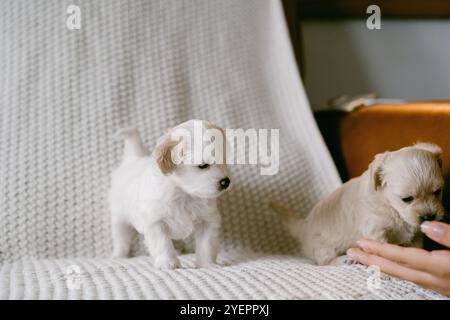 Zwei Welpen spielen zu Hause Stockfoto