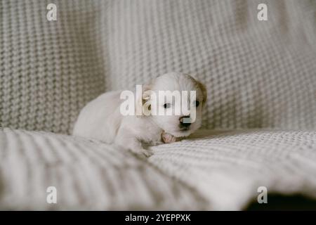 Süßes kleines weißes Hündchen auf Decke Stockfoto