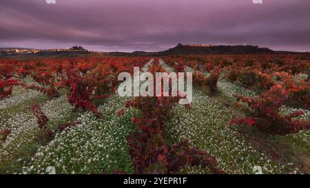 Vineyar im Herbst in La Rioja, Spanien Stockfoto