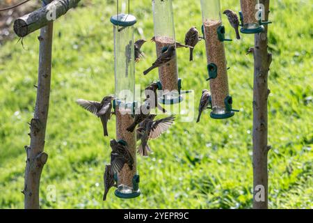 Herde von Haussperlingen und Baumsperlingen auf Vogelfuttern im WWT Welney Wetland Centre, West Norfolk, England, Großbritannien Stockfoto