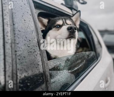 Sibirischer Husky schaut aus dem Fenster des weißen Autos Stockfoto