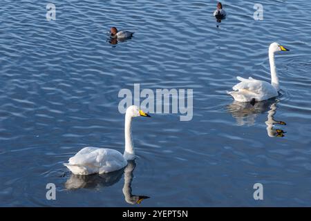 Singschwäne (Cygnus cygnus), ein großer Schwan und Winterbesucher in England im WWT Welney Wetland Centre, West Norfolk, Großbritannien Stockfoto