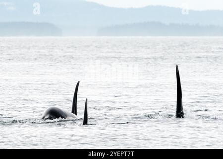 Drei Killerwale schwimmen zusammen im Salish-Meer Stockfoto