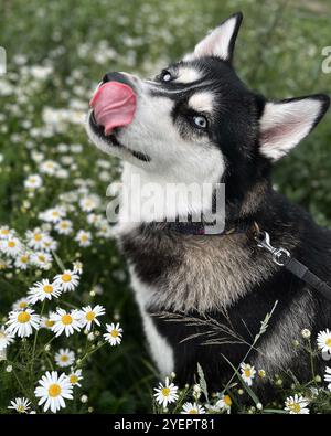 Sibirische Husky auf dem Kamillenfeld, die ihre Zunge zeigt Stockfoto