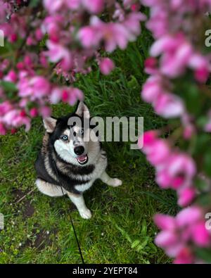 Sibirischer Husky sitzt auf dem Gras unter dem rosa blühenden Baum Stockfoto
