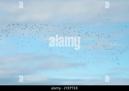 Herde von Goldenpfeifen (pluvialis apricaria), bekannt als eine Versammlung von Pflößern, Norfolk, England, Großbritannien, im Herbst Stockfoto