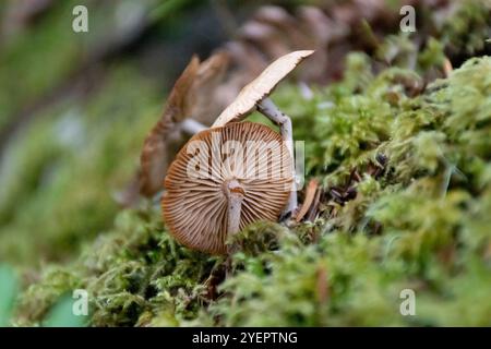 Nahaufnahme der Unterseite von Wildpilzen, die auf moosigem Waldboden wachsen Stockfoto