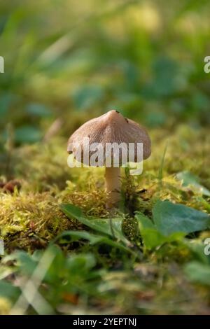 Nahaufnahme eines Pilzes auf moosigem Waldboden Stockfoto