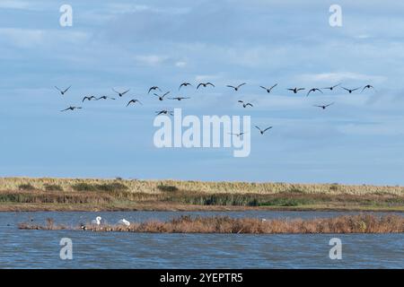 Herde von brent-Gänsen (Branta bernicla), die über das Naturschutzgebiet Titchwell Marsh im Norden Norfolk, England, Großbritannien fliegen Stockfoto