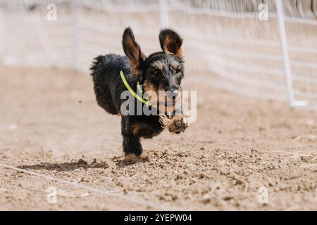 Drahthaarige Dachshund Running-Lure-Course Sprint Dog Sport Stockfoto