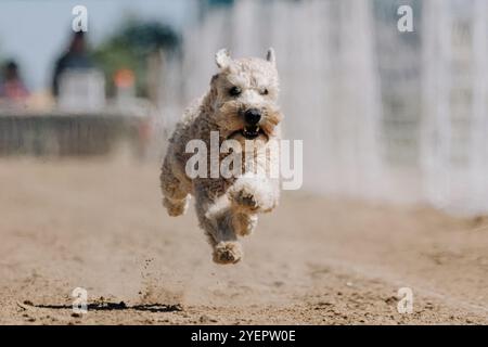 Weicher Wheaten Terrier Lauflockenkurs Sprint Dog Sport Stockfoto