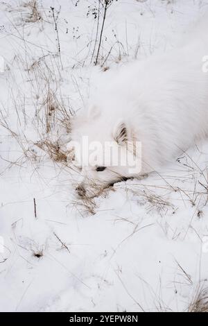Weißer Samoidenhund im Schnee Stockfoto