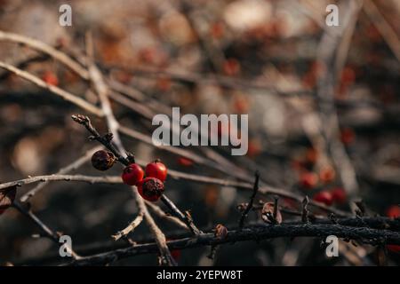 Hagebuttenbeeren am Busch im Winter Stockfoto