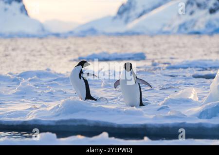 Adelie-Pinguine laufen. Antarktis. Südpol Stockfoto