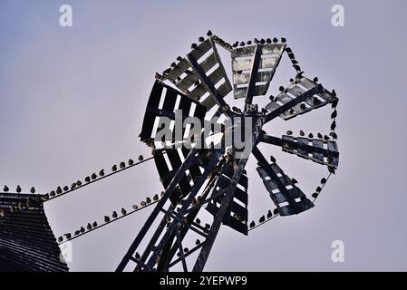Im Vereinigten Königreich – Migrationsstarne, die an der Fylde Coast ankommen und sich auf der Windmühle in Lytham niederlassen Stockfoto
