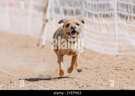 Reinrassiger Border Terrier Running Lure Course Sprint Dog Sport Stockfoto