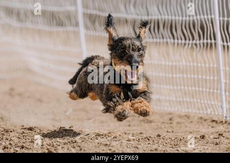 Drahthaarige Dachshund Running-Lure-Course Sprint Dog Sport Stockfoto