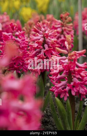 Erste Frühlingsblumen großes Blumenbeet mit mehrfarbigen Hyazinthen, traditionelle osterblumen Hintergrund Frühling in der Spargelfamilie. Gruß fes Stockfoto