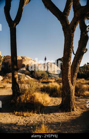 Eine Einzelfigur steht auf einem Felsen im Joshua Tree, eingerahmt von hohen Bäumen Stockfoto