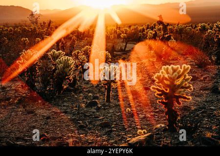 Leuchtende Sonnenstrahlen beleuchten Wüstenkakteen in einer felsigen Landschaft Stockfoto