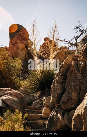 Wüstenpflanze und zerklüftete Stufen inmitten einer felsigen Landschaft unter der Sonne Stockfoto