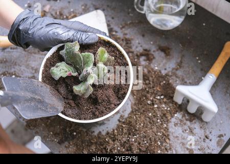 Die Gärtnerin gibt in einem Topf die Transplantion violett. Konzept der Heimarbeit und Pflanzen von Blumen in Topf. Vergossene Saintpaulia-violette Blüten. Housewif Stockfoto