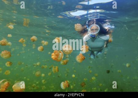 Unterwasserfoto eines Schnorchlers aus der Nähe beim Schwimmen zwischen vielen Lagunenquallen (Mastigias papua) Goldene Quallen-Unterarten von Skyphozoe um Stockfoto