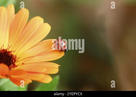 Marienkäfer auf einer Blume, Oktober, Deutschland, Europa Stockfoto