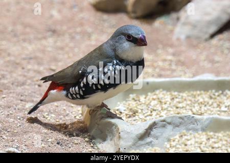 Diamantfinke (Stagonopleura guttata) oder Diamantfinke), Captive, Deutschland, Europa Stockfoto