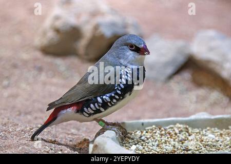 Diamantfinke (Stagonopleura guttata) oder Diamantfinke), Captive, Deutschland, Europa Stockfoto